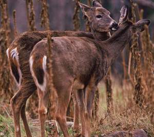 Unlike moose, whitetailed deer groom to rid themselves of ticks. 