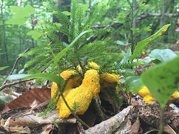 Hello Yellow Image