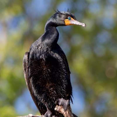 Double-crested Cormorants in Breeding Season thumbnail